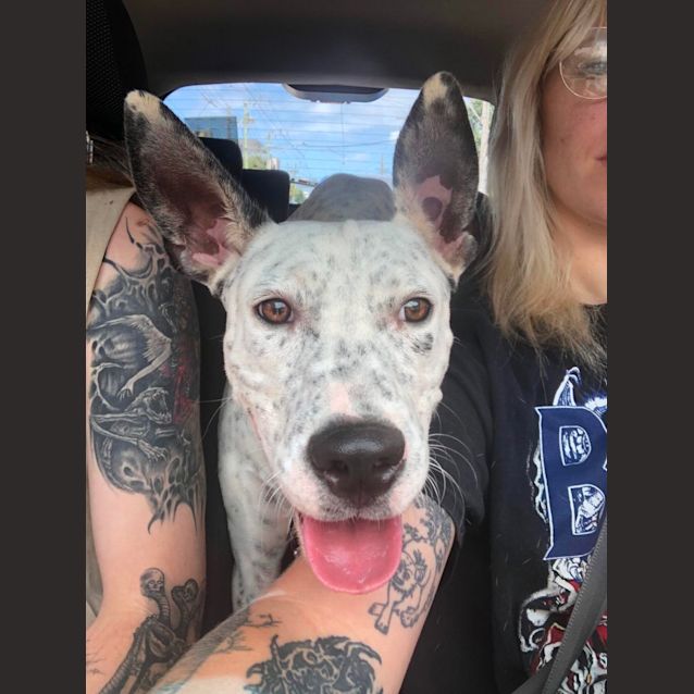 Photo of Spot