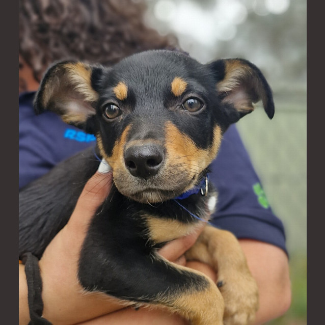 Photo of Cosmo