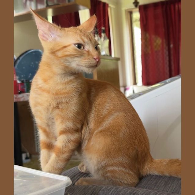 Photo of C1281 Whisky