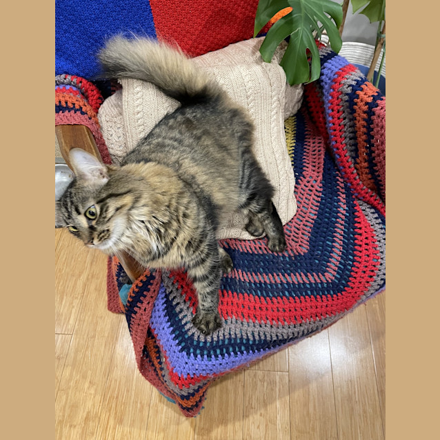 Photo of Fluffernutter
