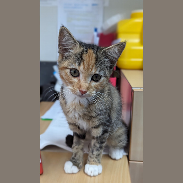 Photo of Mouse