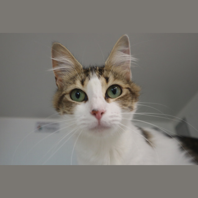 Photo of Sweet Caroline