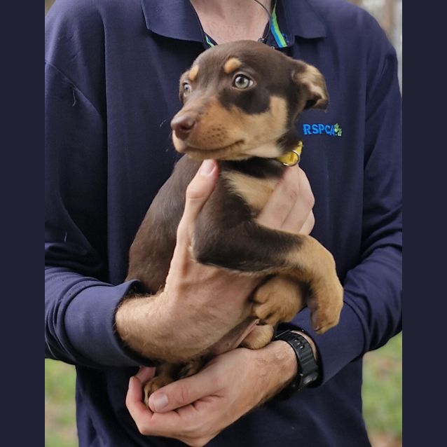 Photo of Nova 