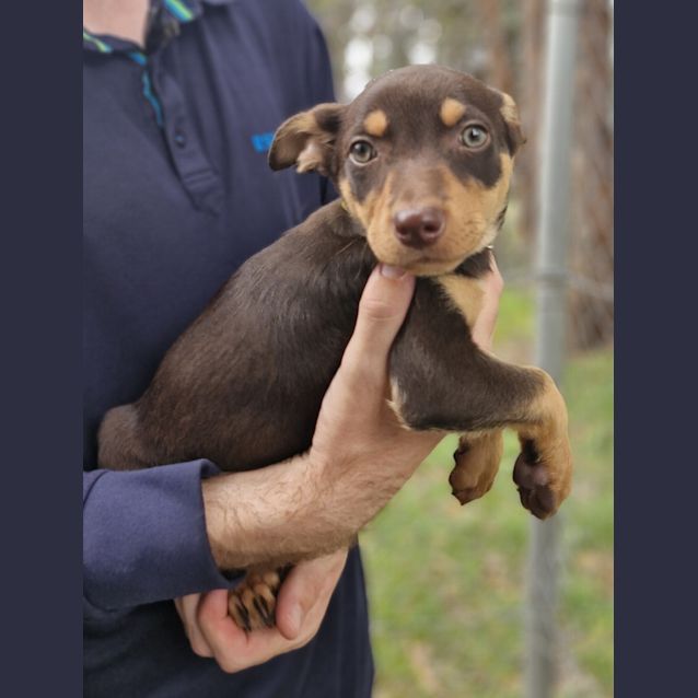 Photo of Nova 