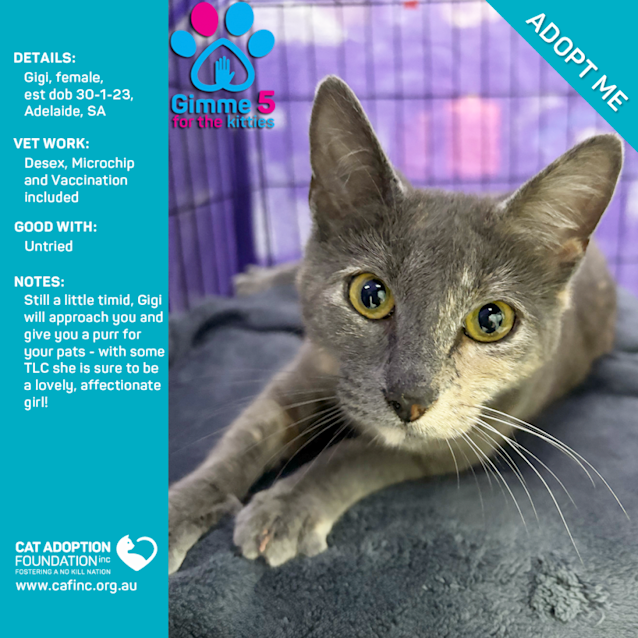 Photo of Gigi Just $39 Limited Time!