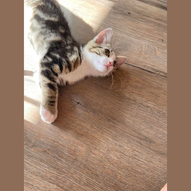 Photo of Lucas   Located In Bellfield