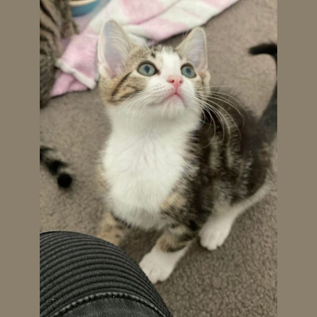 Photo of Lucas   Located In Bellfield