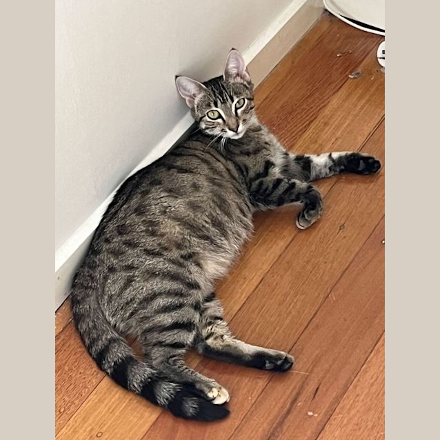 Photo of Viola   Located In Frankston