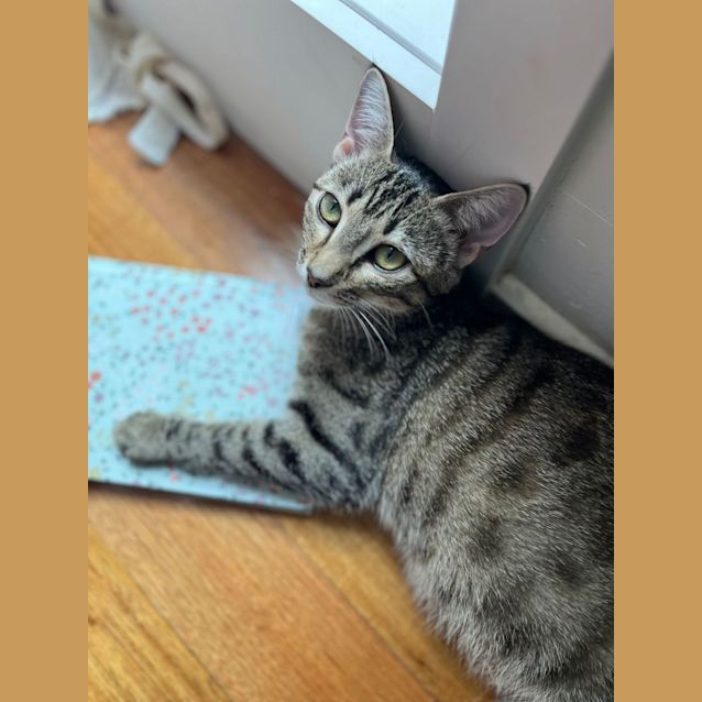 Photo of Viola   Located In Frankston