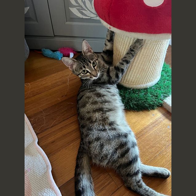 Photo of Viola   Located In Frankston