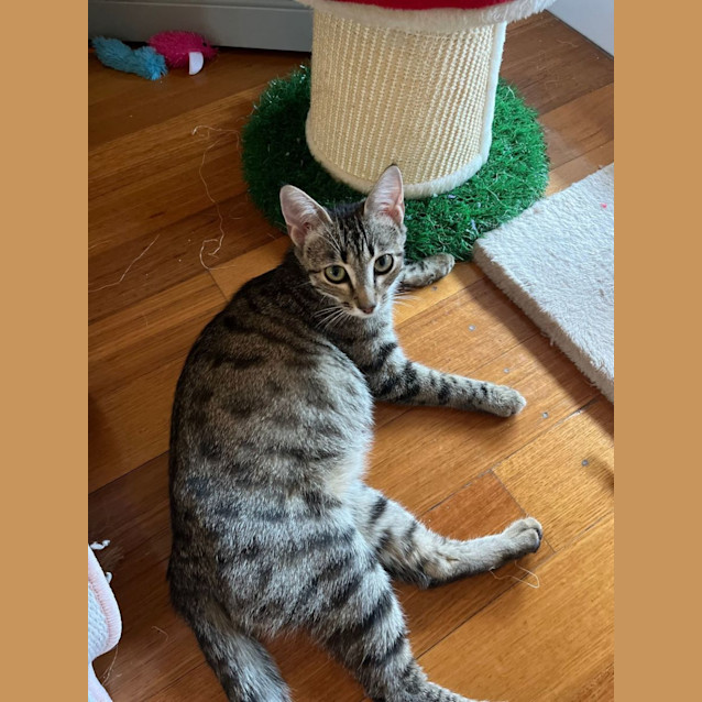 Photo of Viola   Located In Frankston