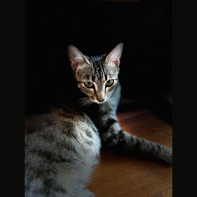 Photo of Viola   Located In Frankston