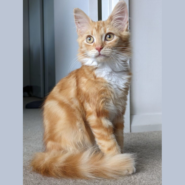 Photo of Pheonix