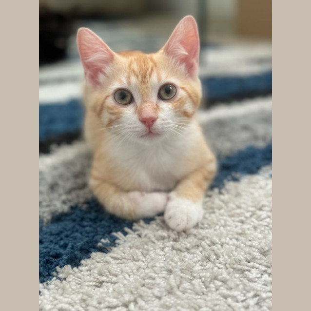 Photo of Mango