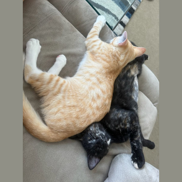 Photo of Mango