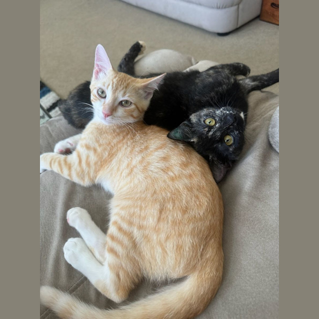 Photo of Olive