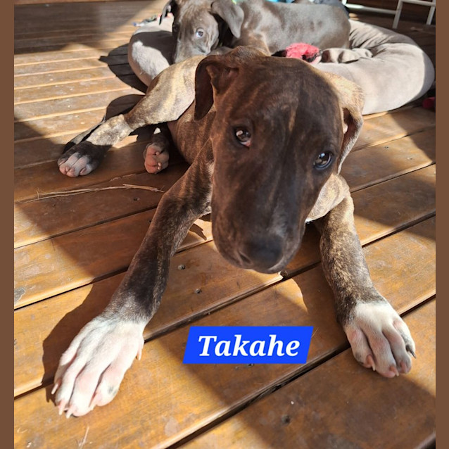 Photo of Takahe