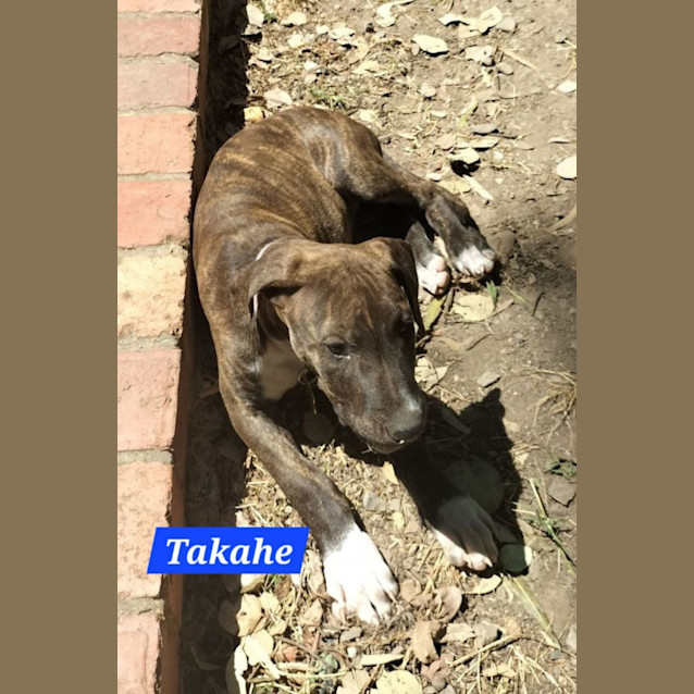 Photo of Takahe