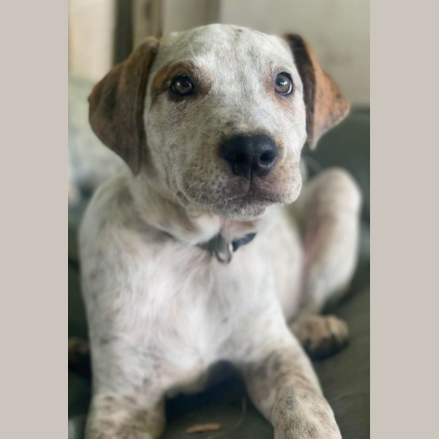 Photo of Rusty