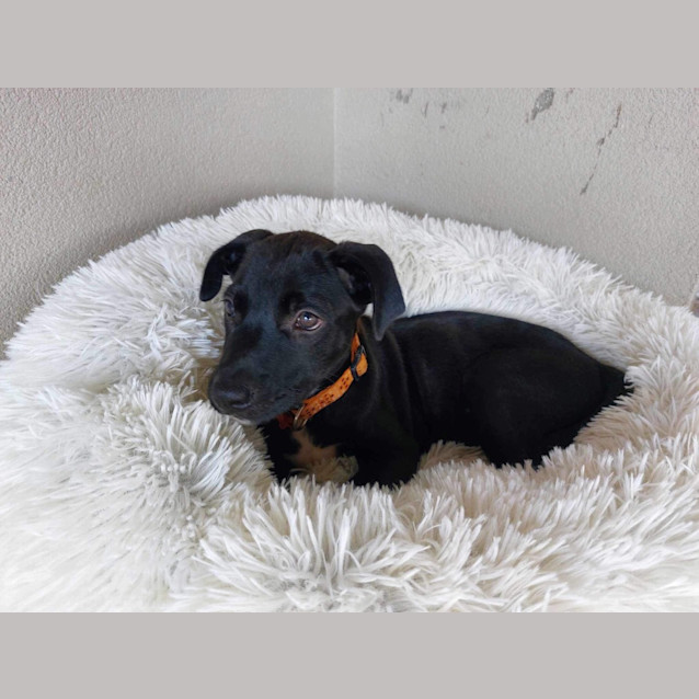 Photo of Pikelet  (Was Lexi (Jd6)