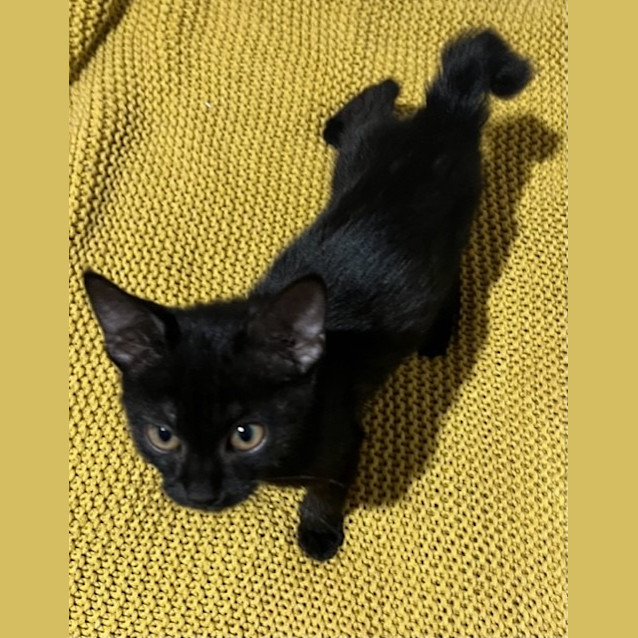 Photo of Kookie
