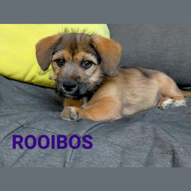 Photo of Rooibos