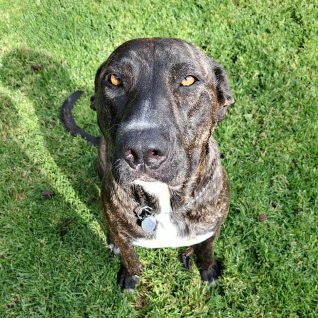 Photo of Luna