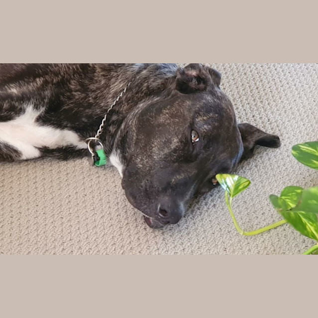 Photo of Luna