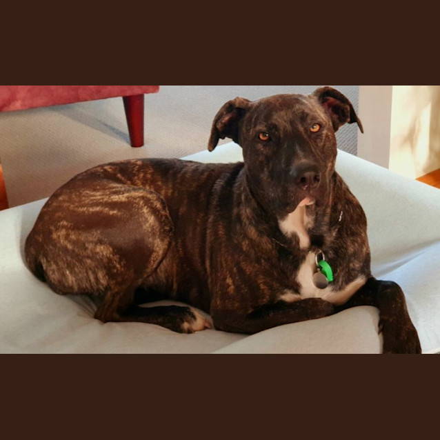 Photo of Luna