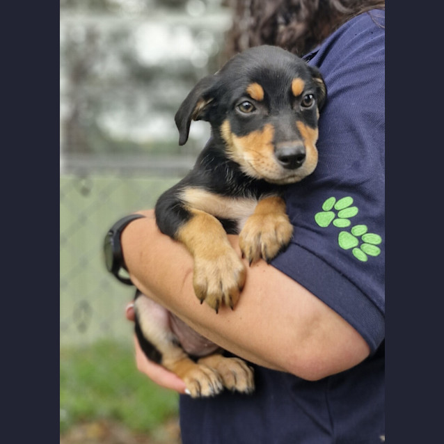 Photo of Sirius