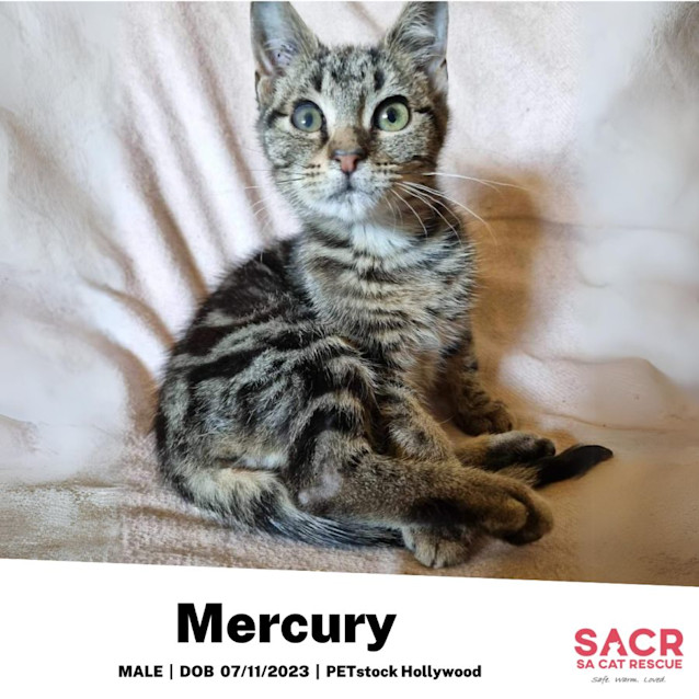 Photo of Mercury