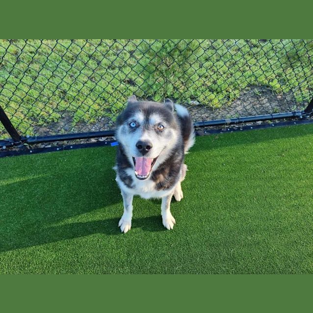 Photo of Koda Imp 2569