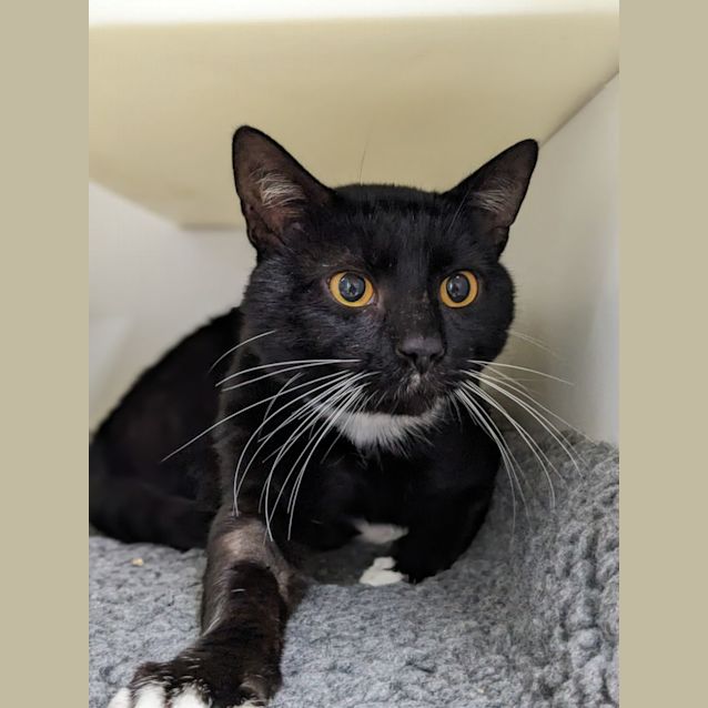 Photo of 🦸‍♂️ Pedro Pspscal F02779 🦸‍♂️