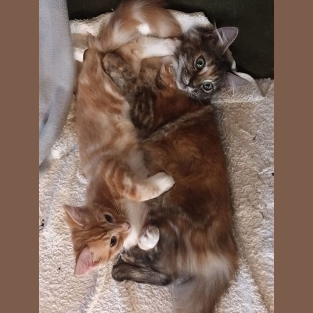 Photo of Coco & Spike
