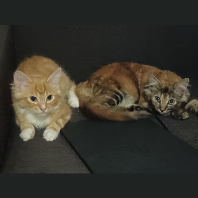 Photo of Coco & Spike