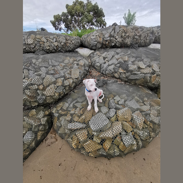 Photo of Spud