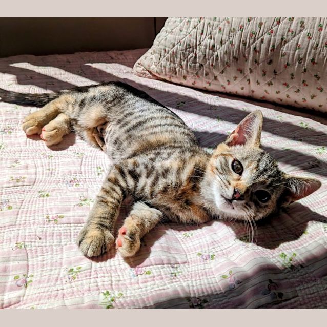 Photo of Dora
