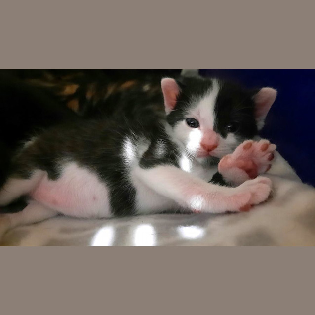 Photo of C1273 Banjo