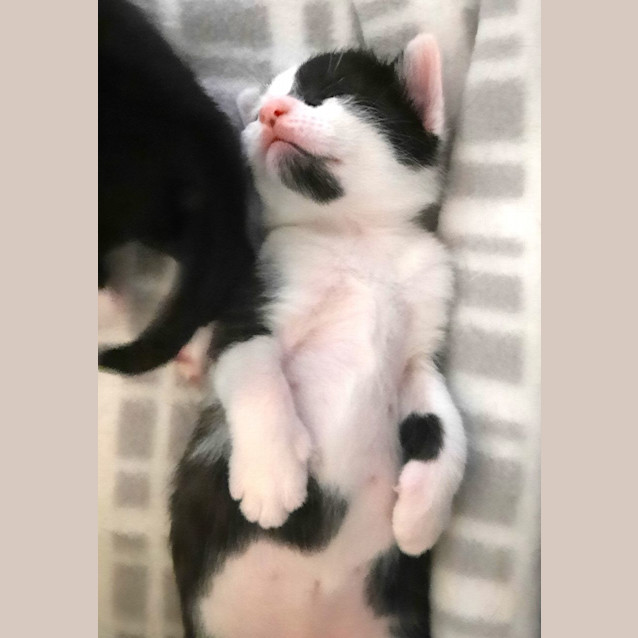 Photo of C1273 Banjo