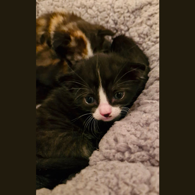 Photo of C1274 Wombat