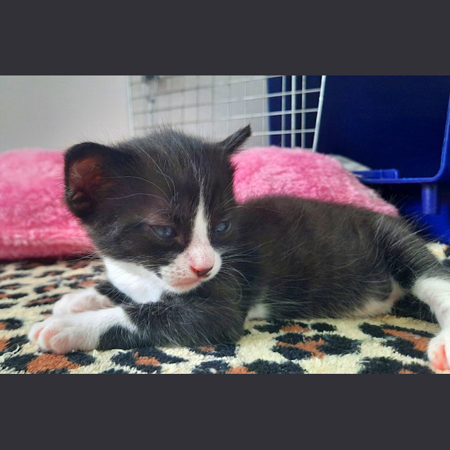 Photo of C1274 Wombat