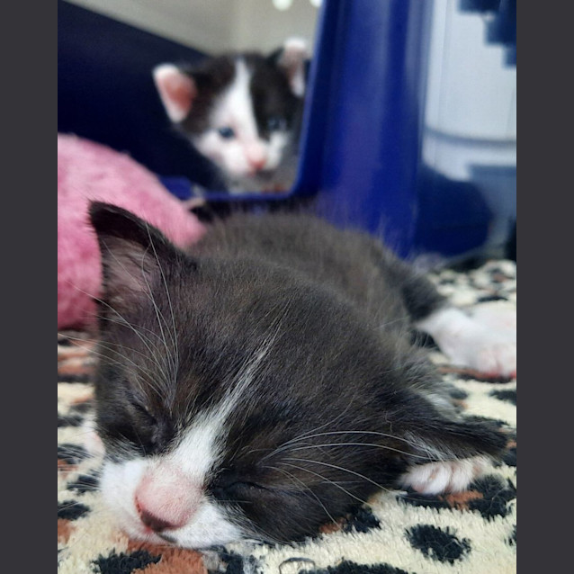 Photo of C1274 Wombat