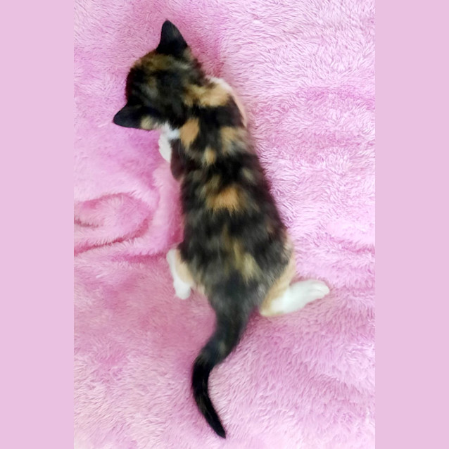 Photo of C1275 Matilda