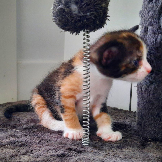 Photo of C1275 Matilda