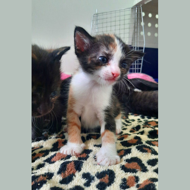 Photo of C1275 Matilda