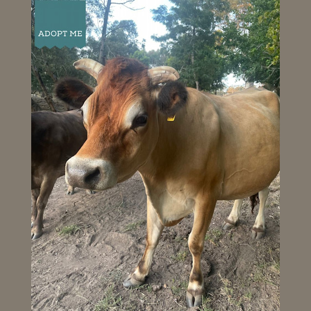 Photo of Frankie, Bobby & Nick