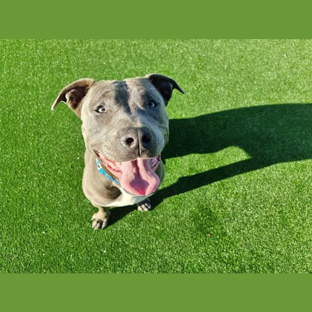 Photo of Dutchy Imp 203