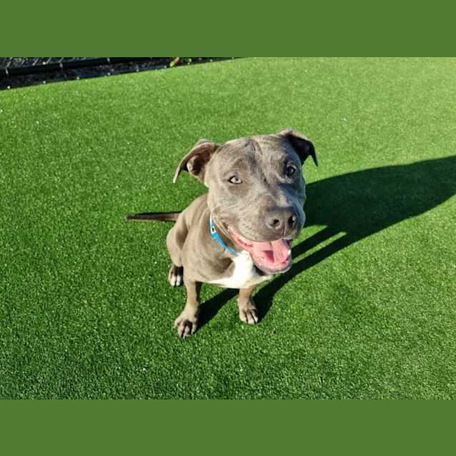 Photo of Dutchy Imp 203