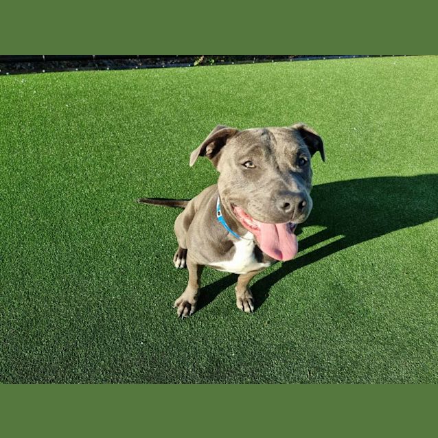 Photo of Dutchy Imp 203