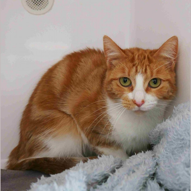 Photo of Lady Marmalade Sta011668